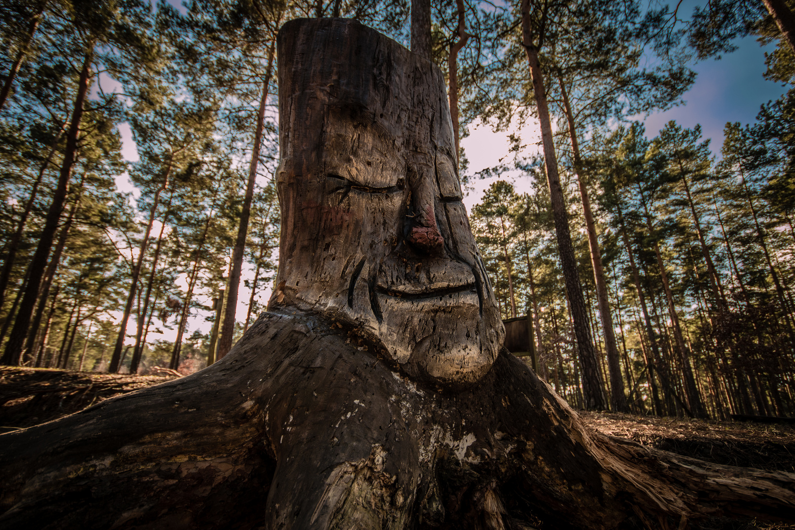 Der Wald schläft