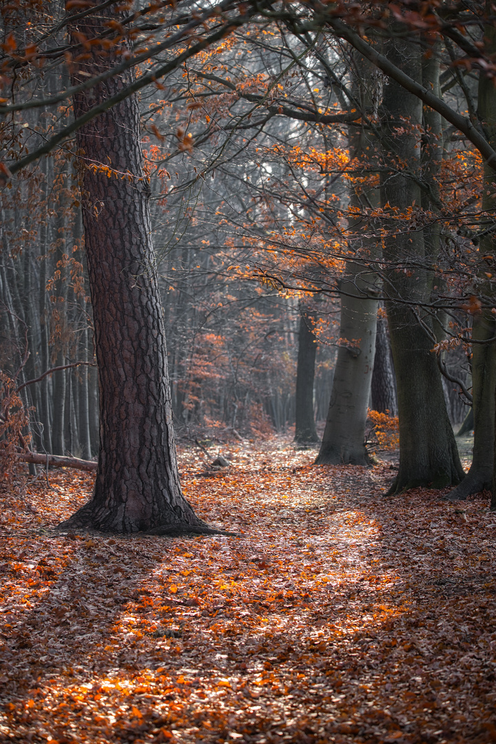 Der Wald - So still und leer