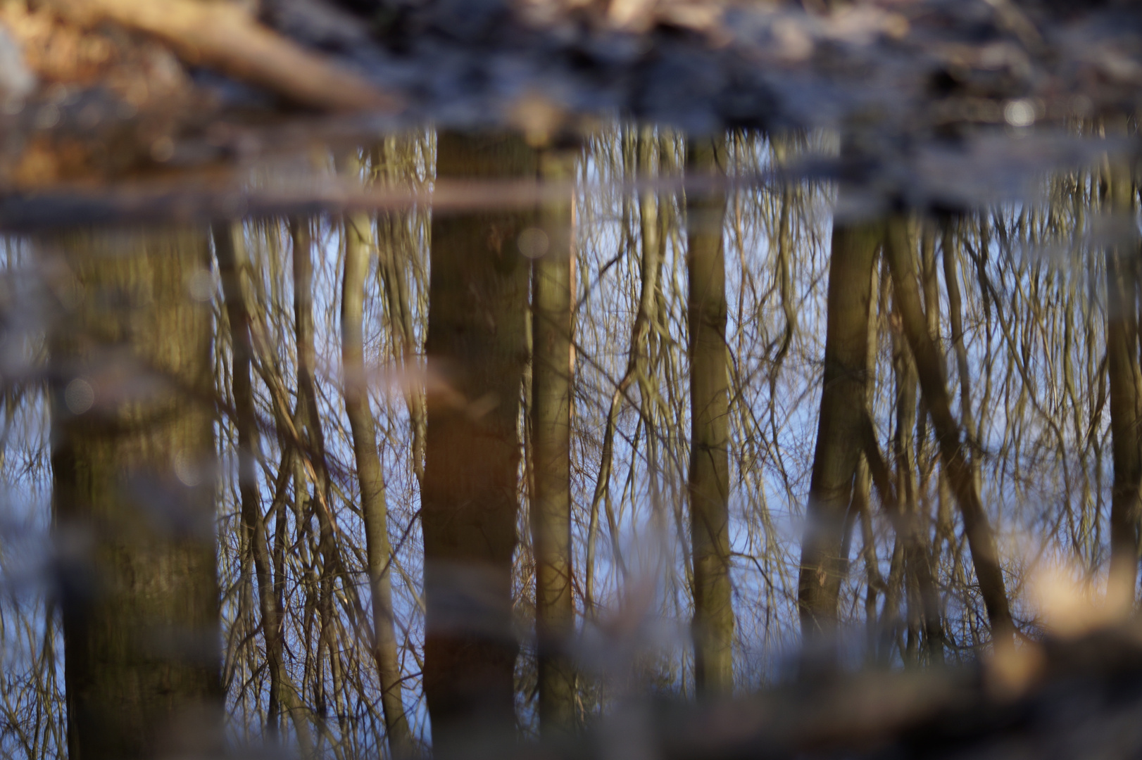 Der Wald spiegelt sich in einer Pfütze