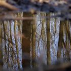 Der Wald spiegelt sich in einer Pfütze