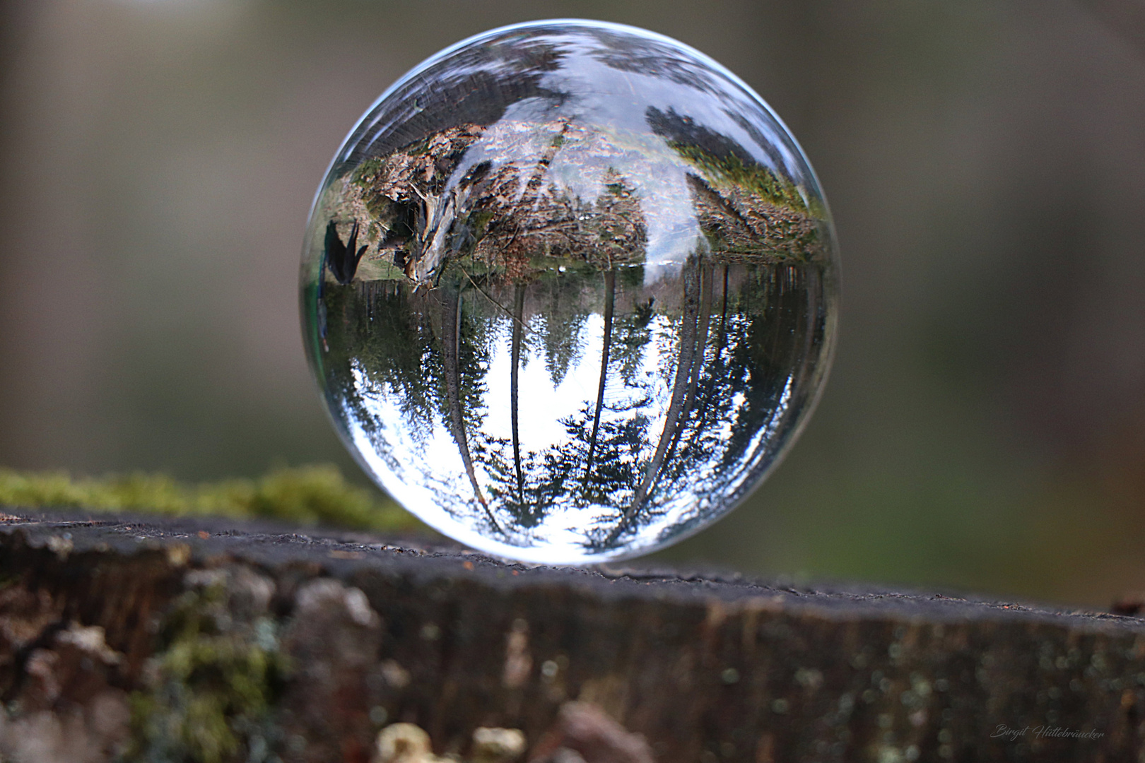 Der Wald steht auf dem Kopf