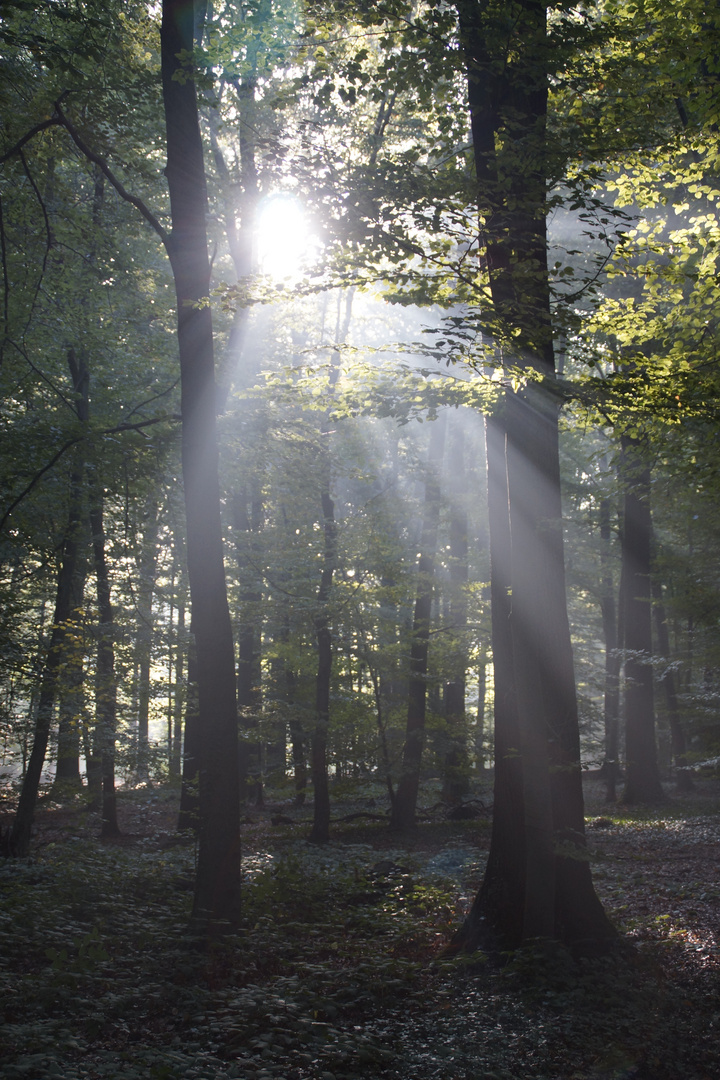 Der Wald steht...