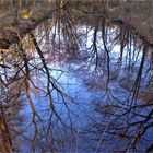 Der Wald steht Kopf