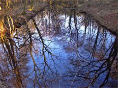 Der Wald steht Kopf