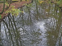 der Wald steht Kopf