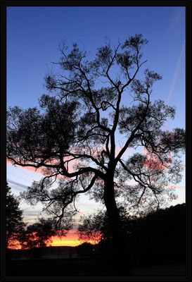 Der Wald steht schwarz - aber er schweigt nicht