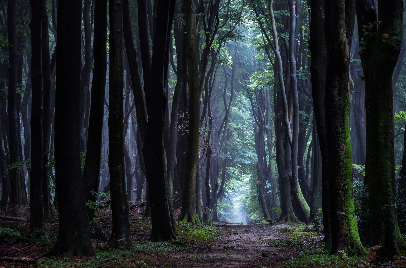 Der Wald steht schwarz und schweiget ...