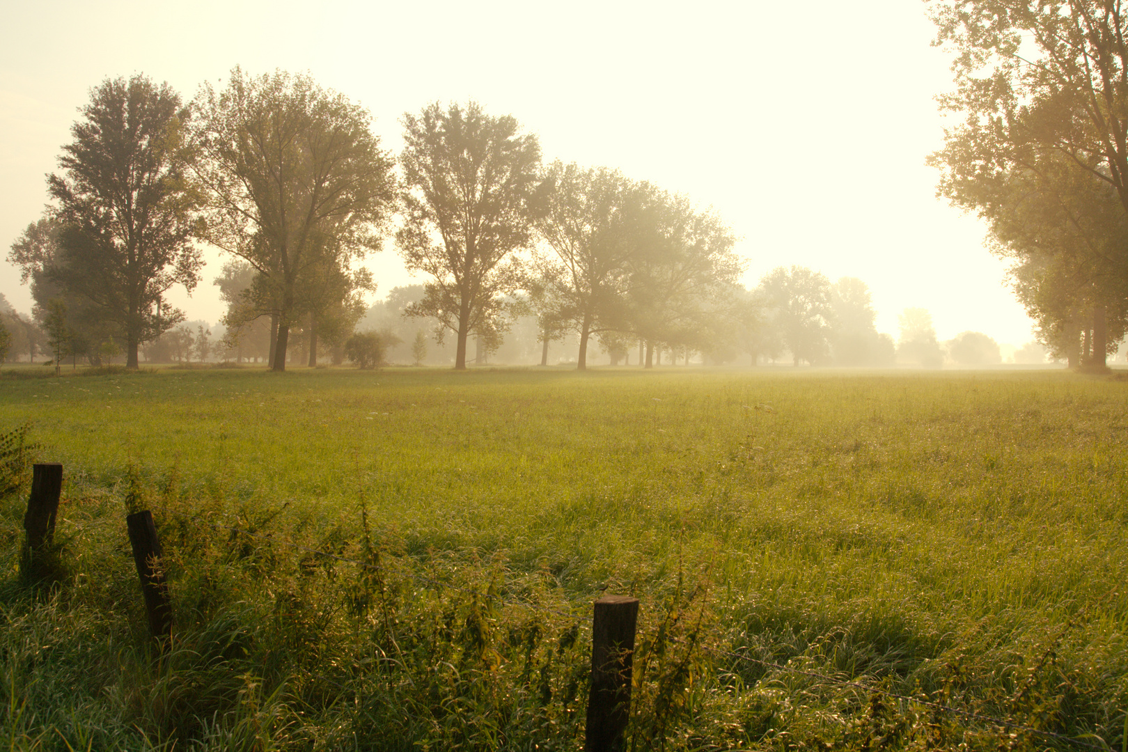 Der Wald steht schwarz und schweiget, und aus den Wiesen steiget