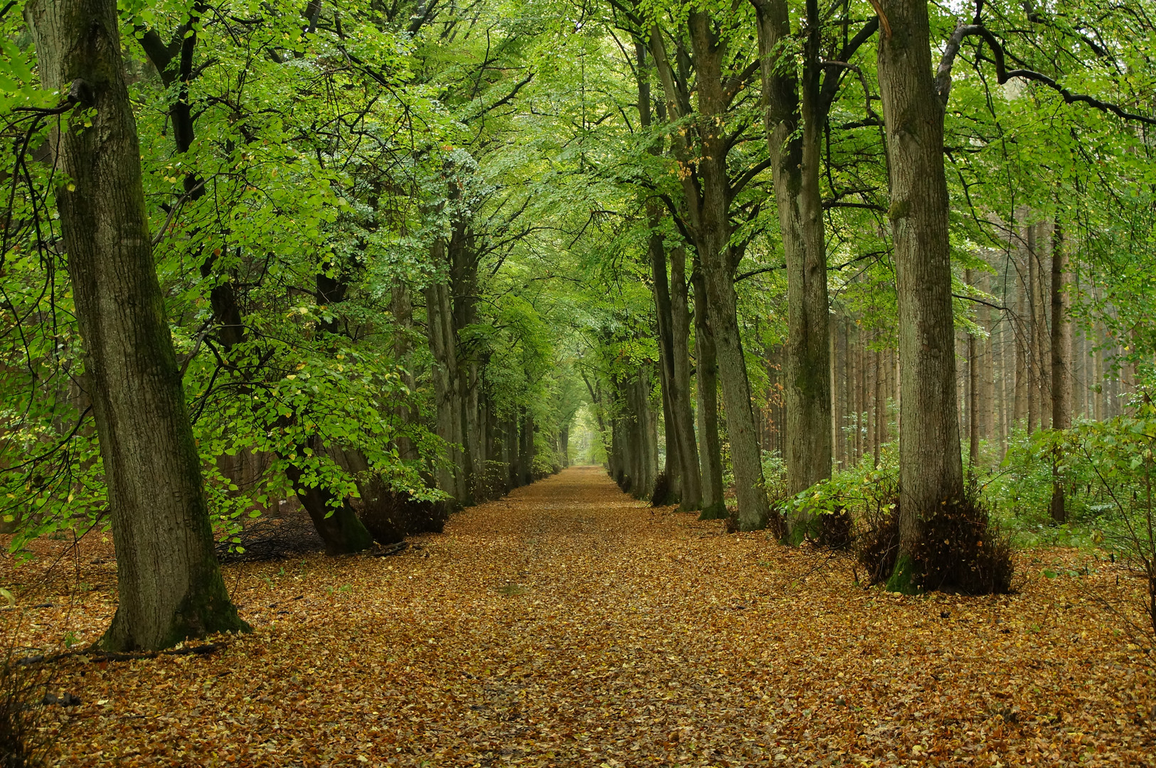 Der Wald steht still und schweiget ...