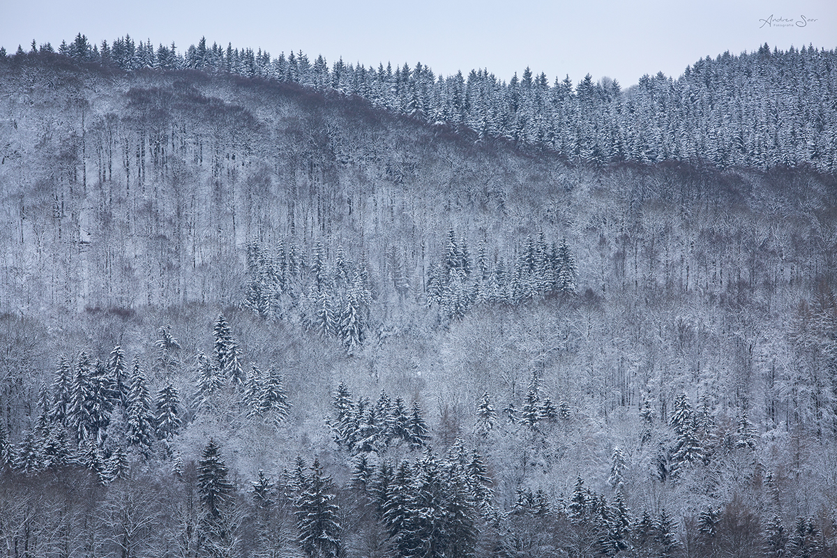 ... der Wald steht still und schweiget ...