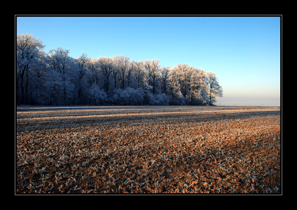 Der Wald steht still und schweiget