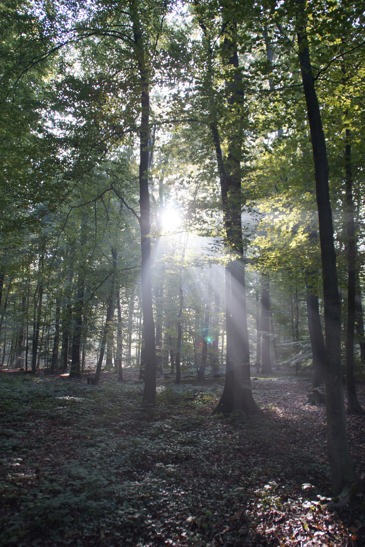 Der Wald steht...2