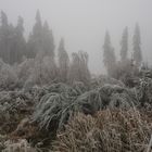 Der Wald stöhnt und ächzt unter der Eislast