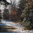 Der Wald taut auf