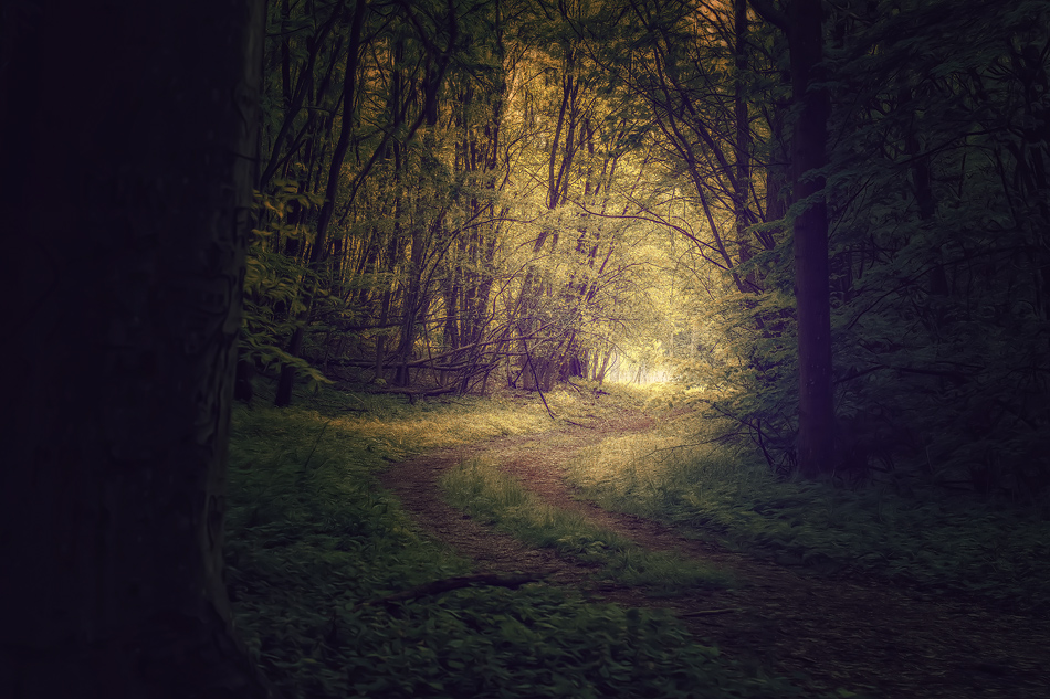 Der Wald und das Licht