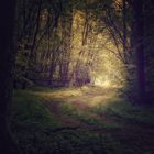 Der Wald und das Licht