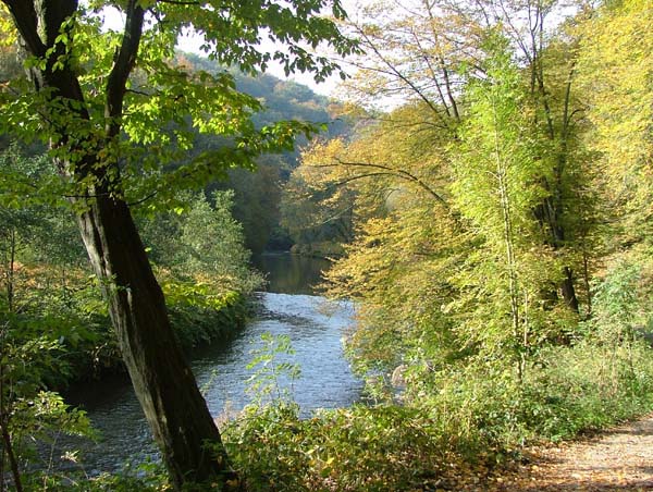 Der Wald und der Fluß von Frank Doering