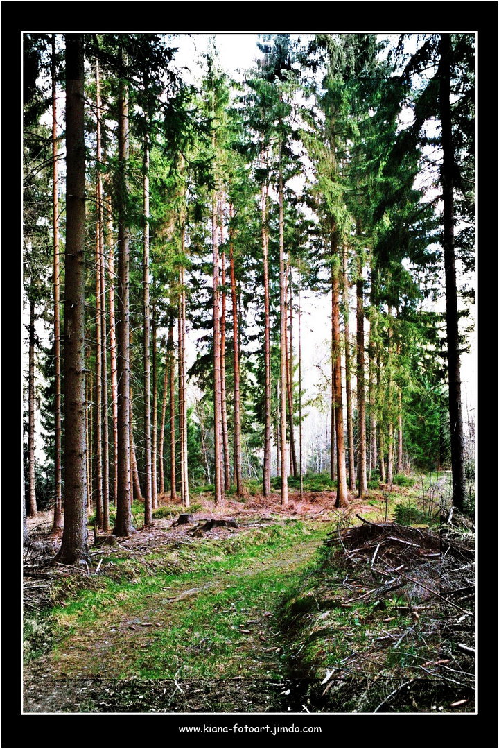 der Wald und der weg hinein