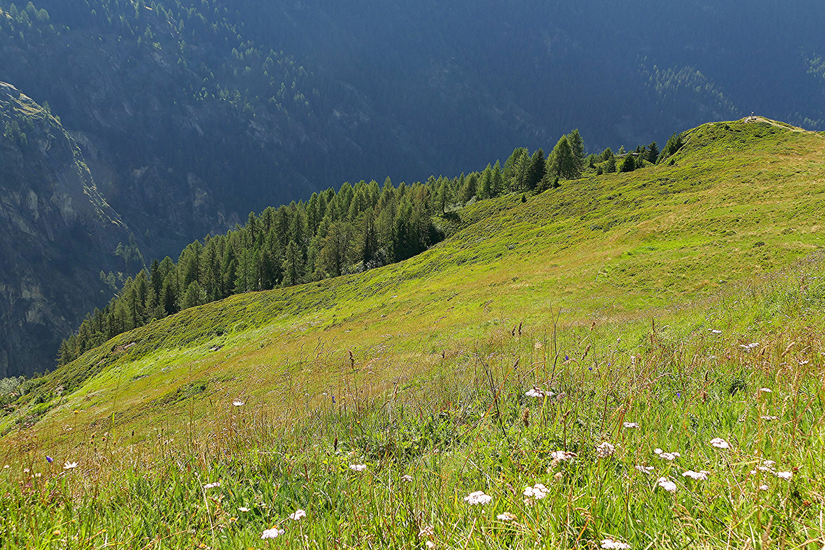 Der Wald und die Alp.