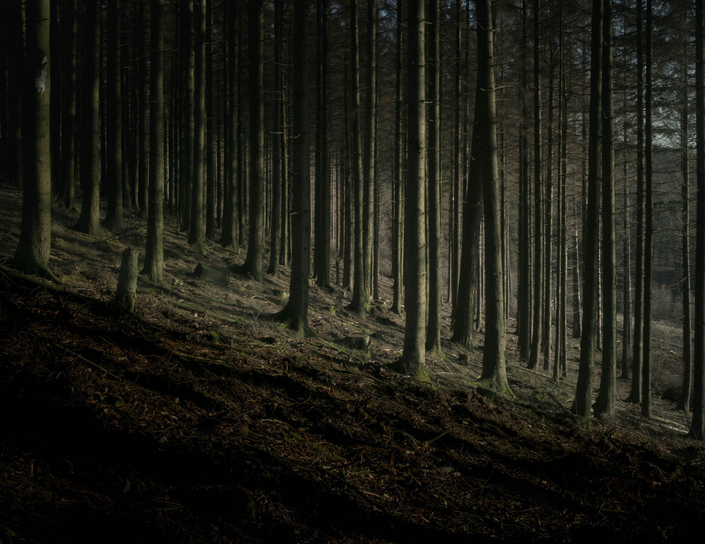 Der Wald und lauter Bäume 2