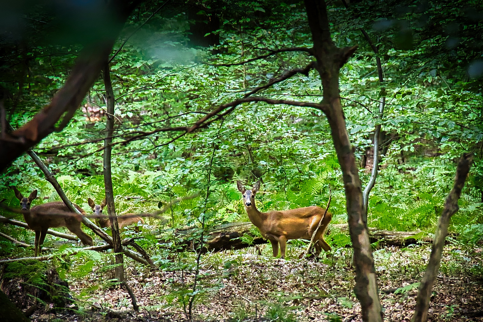 Der Wald und seine Bewohner