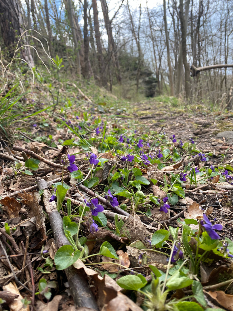 Der Wald und seine Wunder 