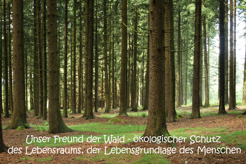 Der Wald unser Freund!