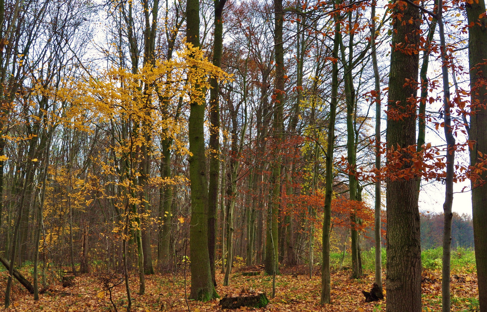 Der Wald verliert langsam ihre Stimmung