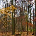 Der Wald verliert langsam ihre Stimmung