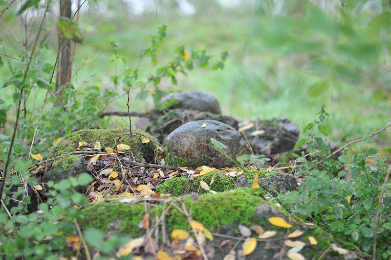 der Wald versteckt langsam die Steine