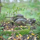 der Wald versteckt langsam die Steine