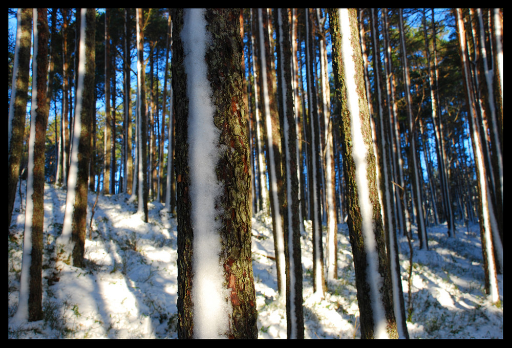 Der Wald voll Bäumen von Rike V.