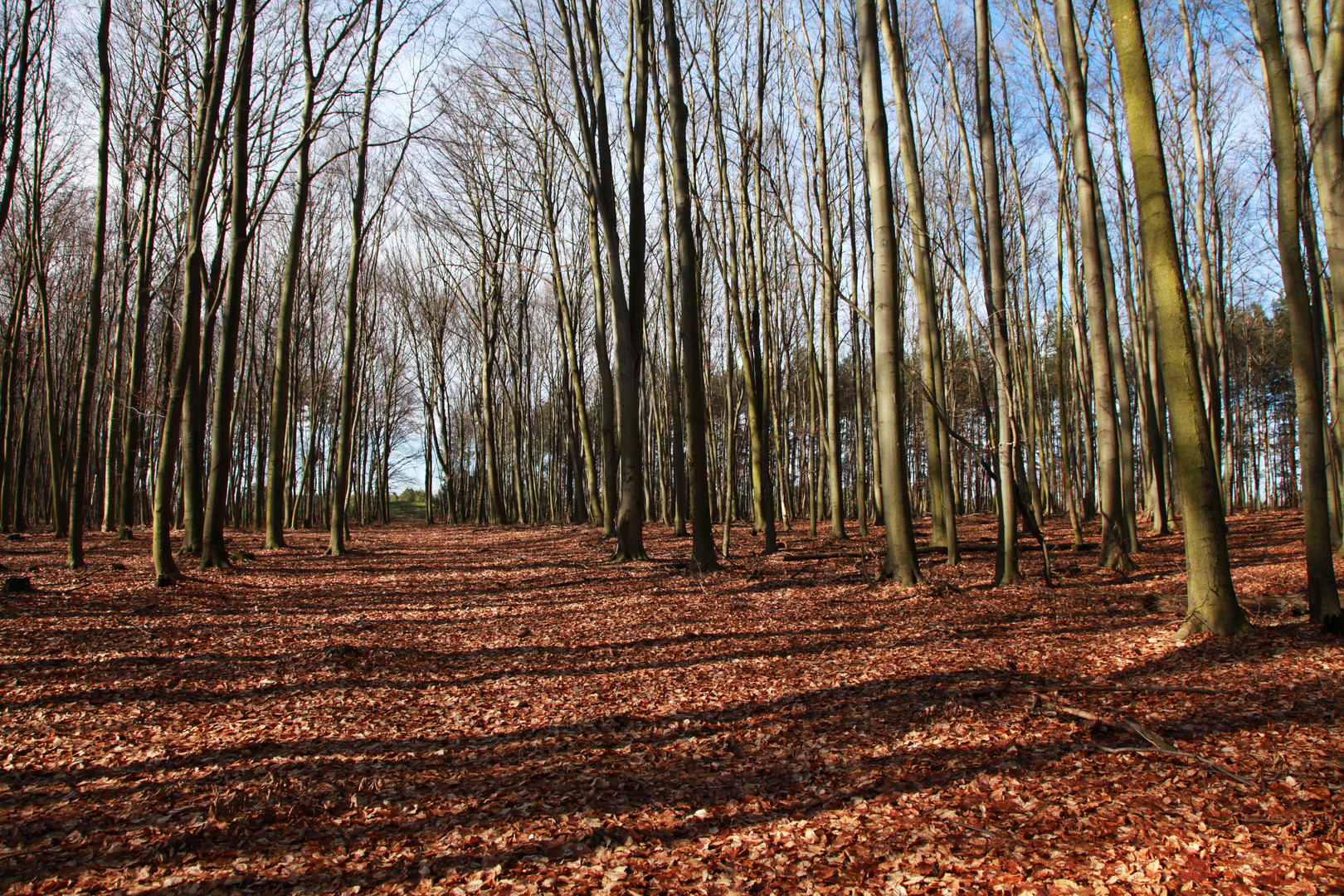 Der Wald voll lauter Bäume