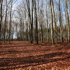 Der Wald voll lauter Bäume