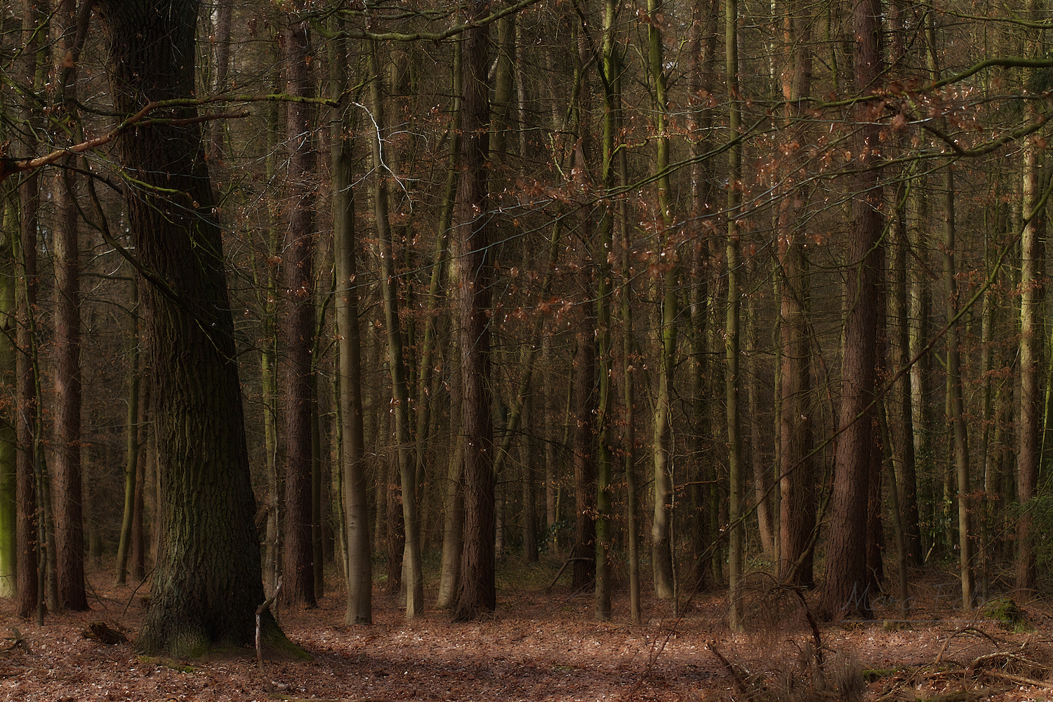 Der Wald voller Bäume