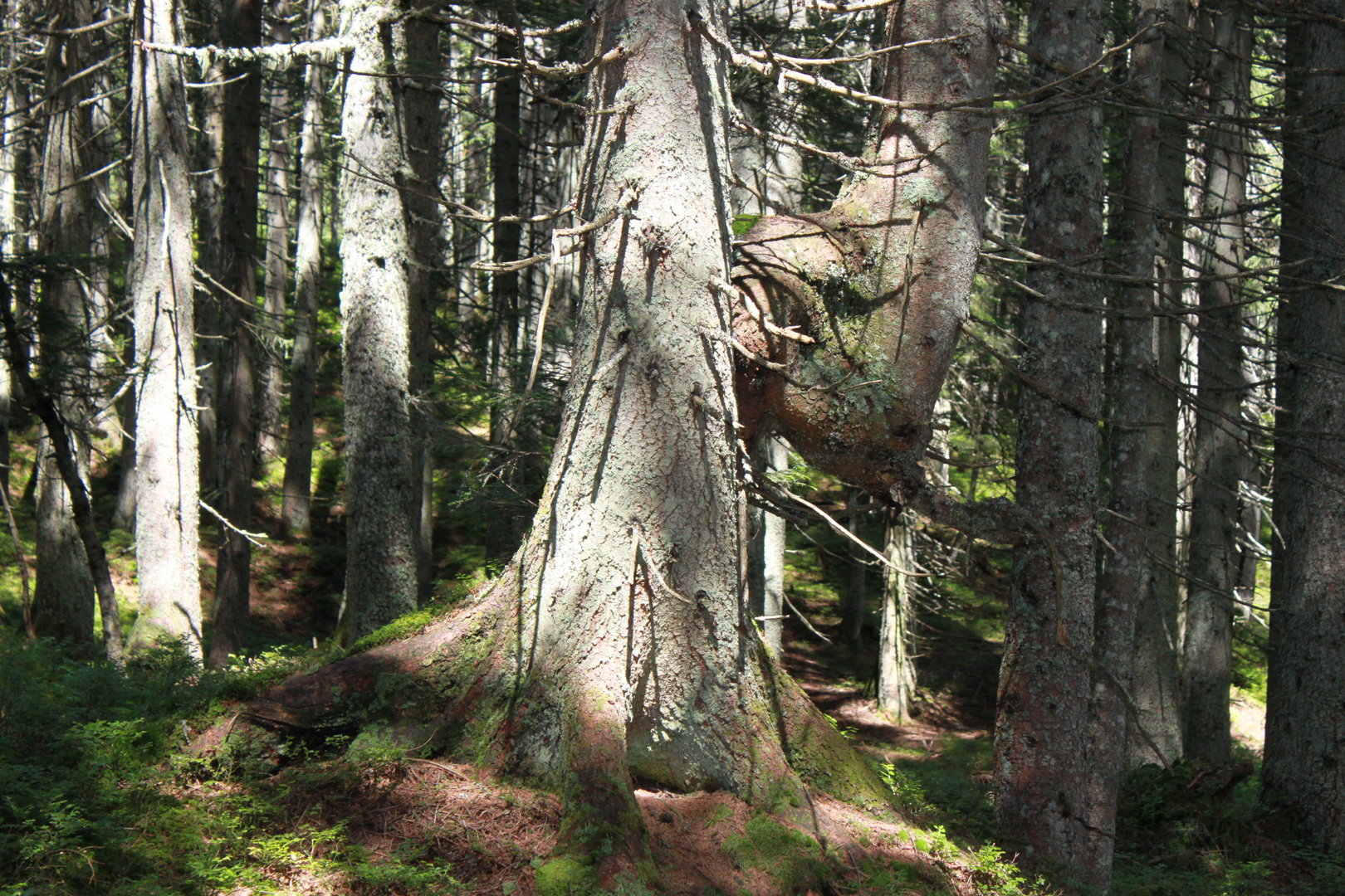 der Wald voller Bäume