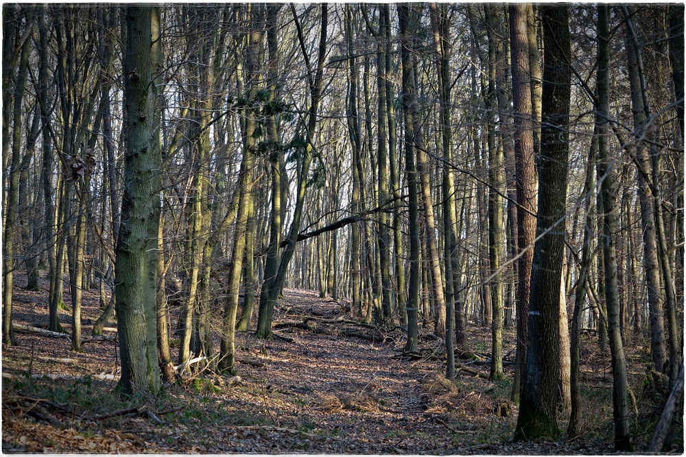 Der Wald voller Bäume