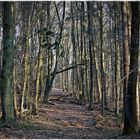 Der Wald voller Bäume