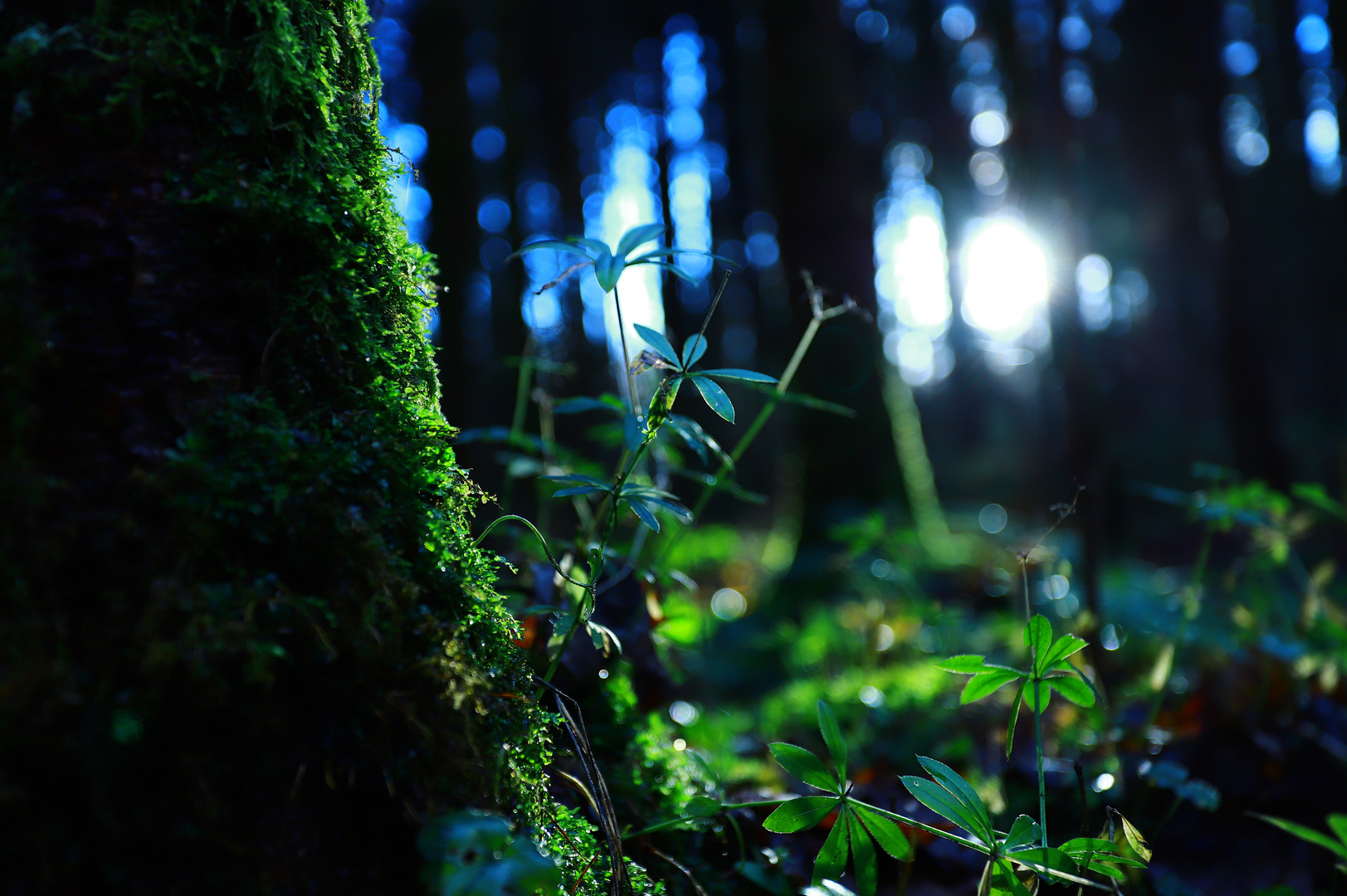 Der Wald voller Leben