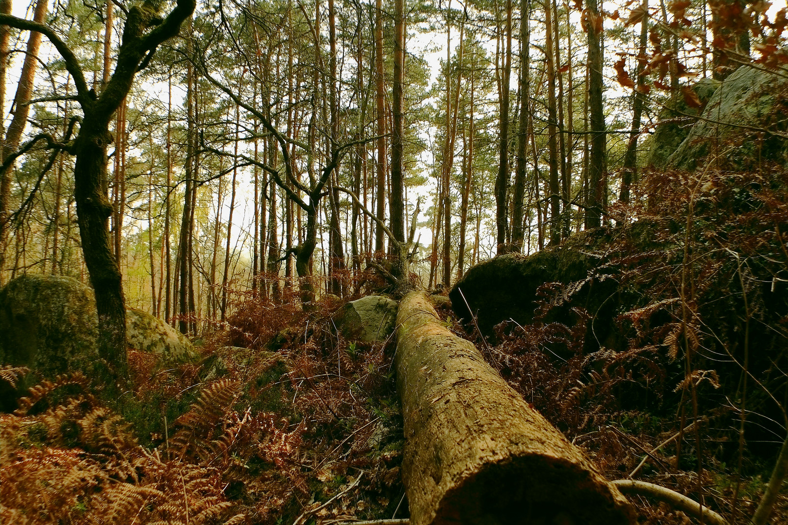 Der Wald von Fontainebleau