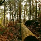 Der Wald von Fontainebleau