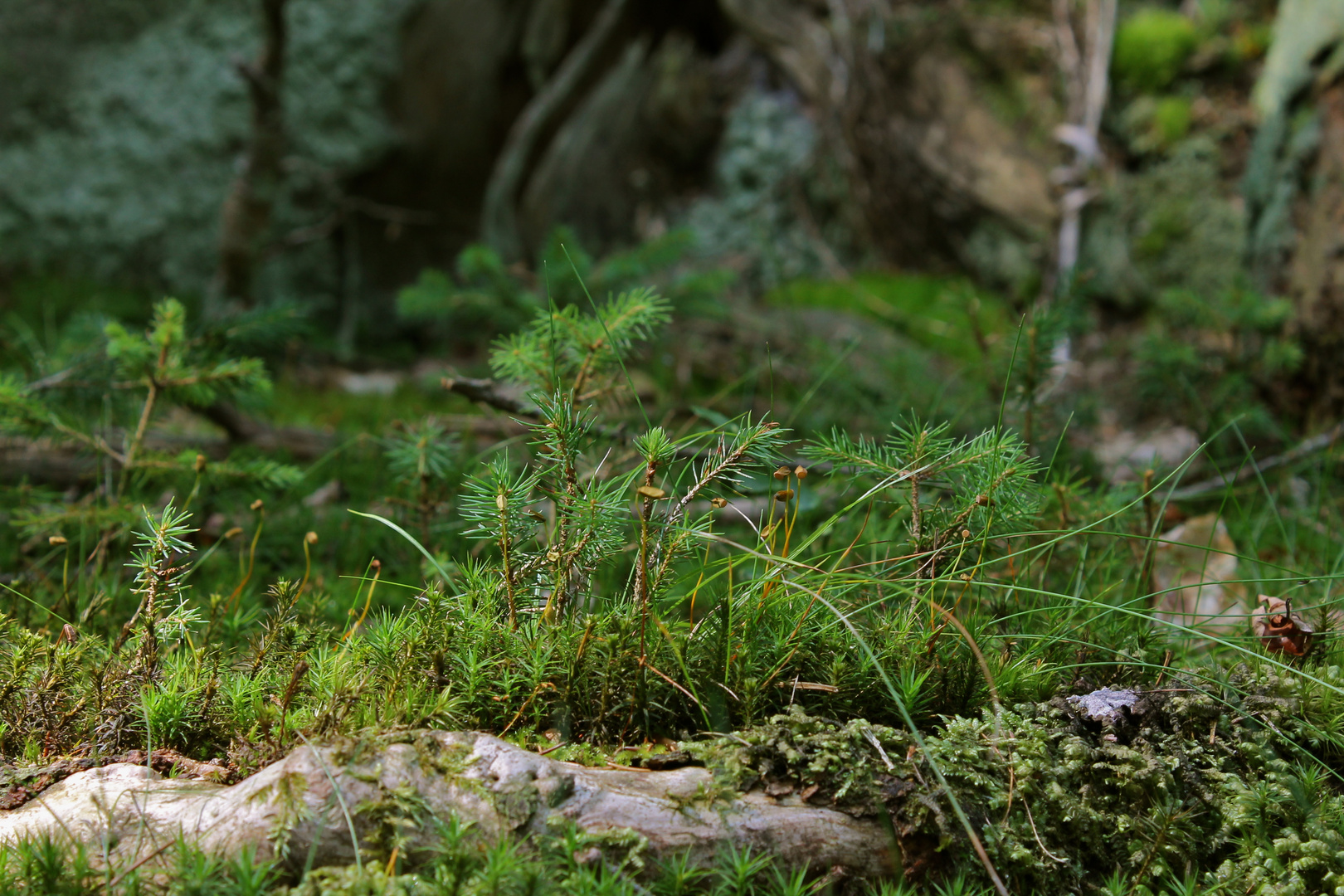 Der Wald von unten