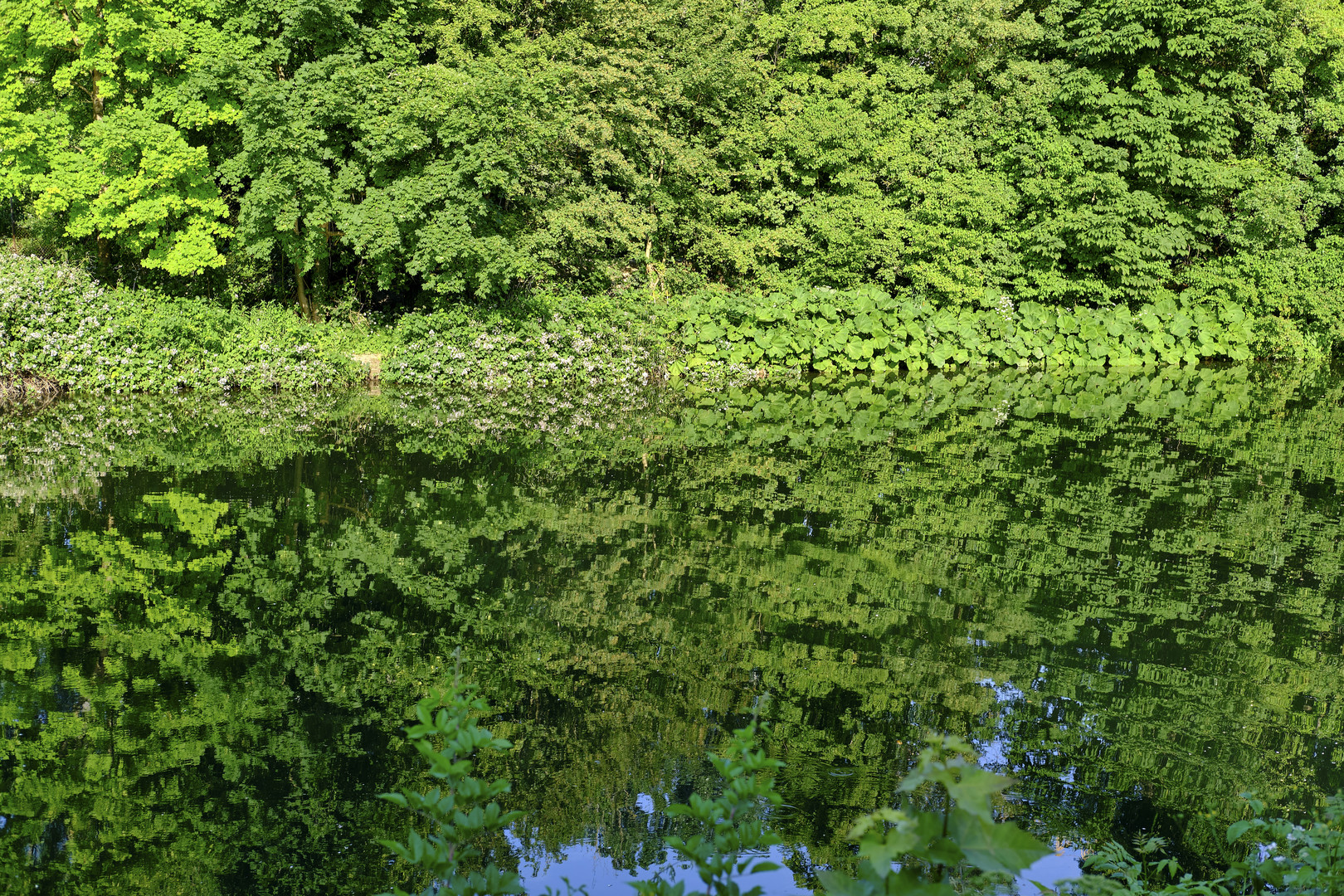 Der Wald vor Bäumen