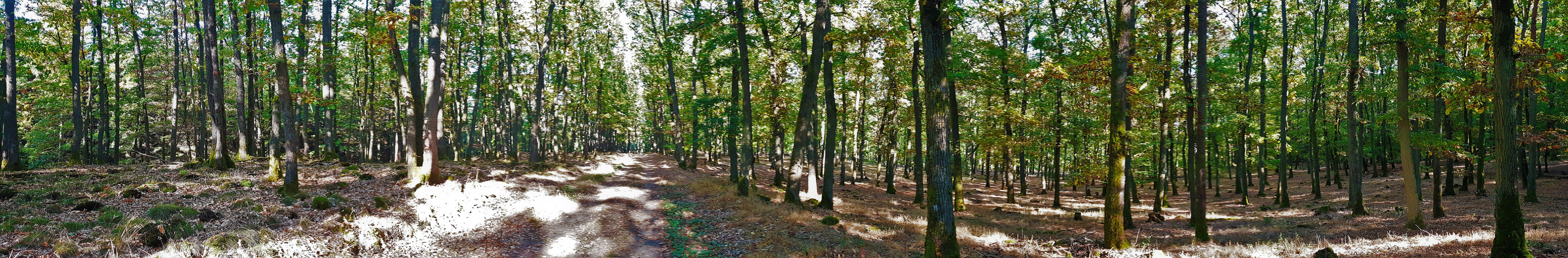 Der Wald vor lauter Bäumen ...