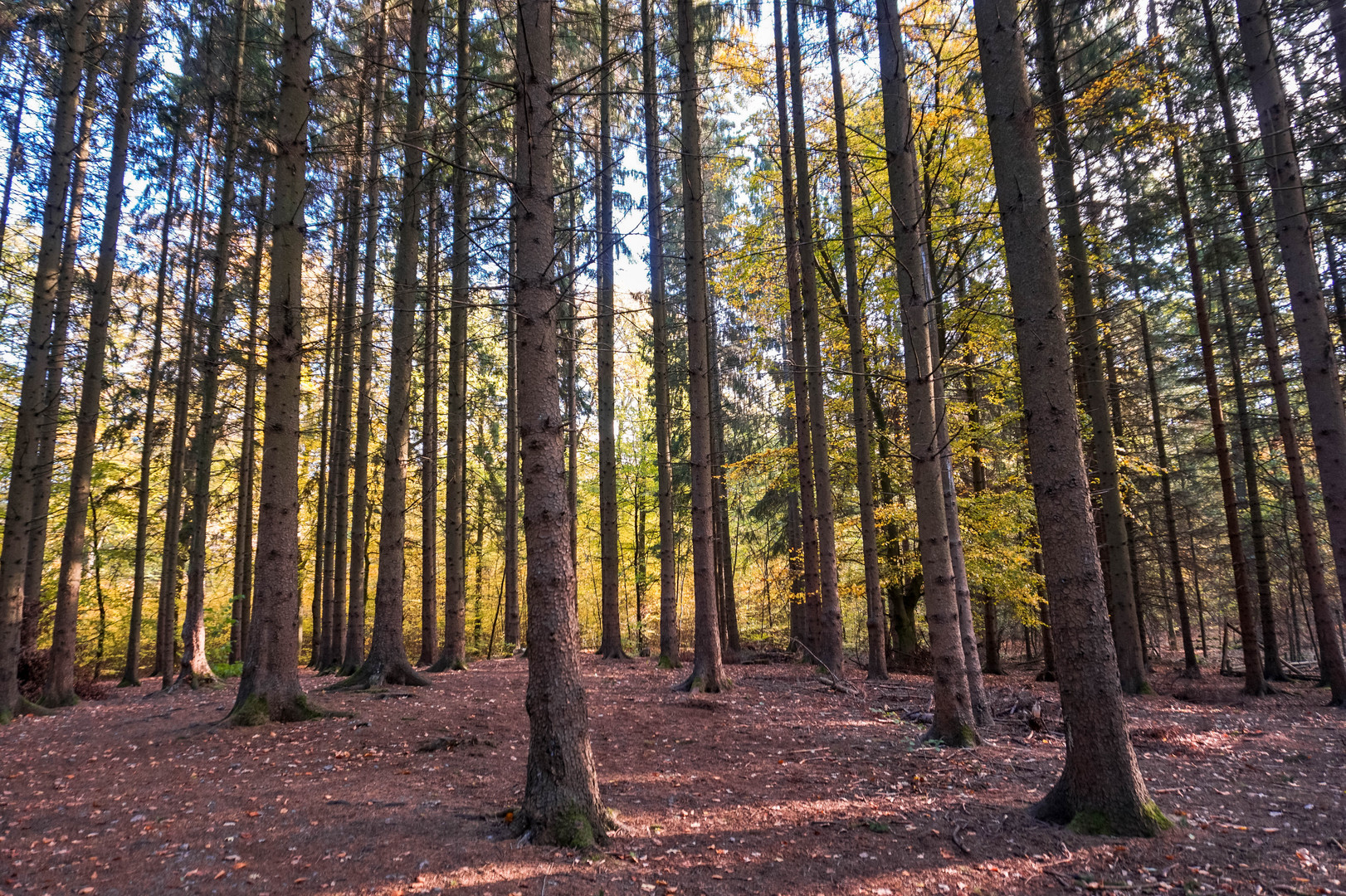 Der Wald vor lauter Bäumen