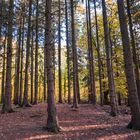 Der Wald vor lauter Bäumen