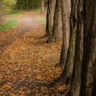 Der Wald vor lauter Bäumen