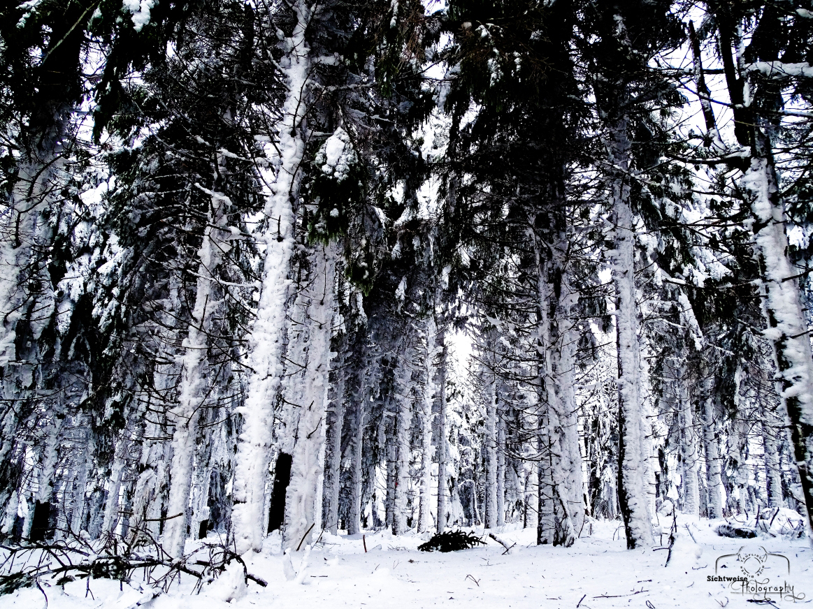 Der Wald vor lauter Bäumen