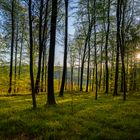 Der Wald vor meiner Haustür...