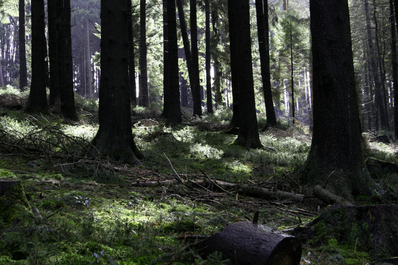 Der Wald vor meiner Haustür